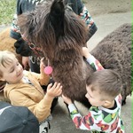 Wyjątkowi goście w naszym przedszkolu - alpaki i skunks