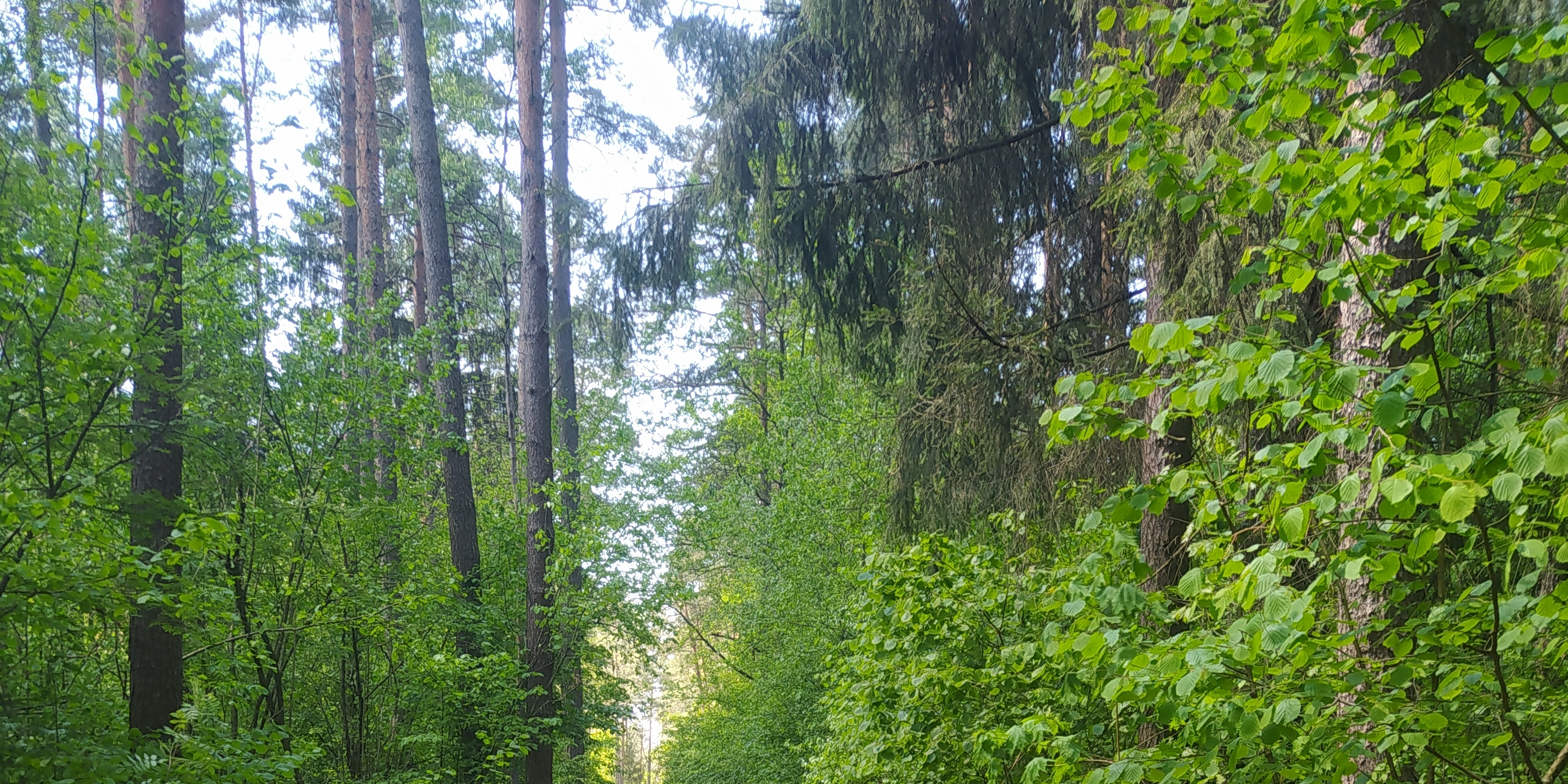 Wycieczka Nadleśnictwo Dojlidy - gr. 7